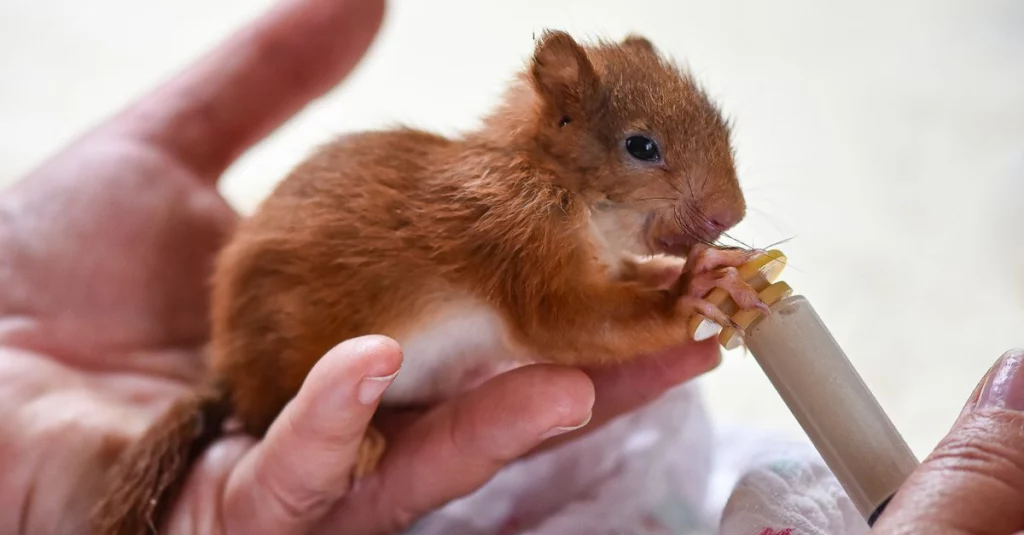 Symbolbild: Ein junges Eichhörnchen wird von einer Hand mit einer Spritze gefüttert.